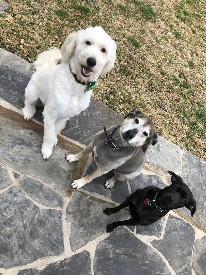 Three dogs, a white doodle, a grey-and-white pit-type dog and a small black dog, sitting together on a slate patio, looking up at the camera