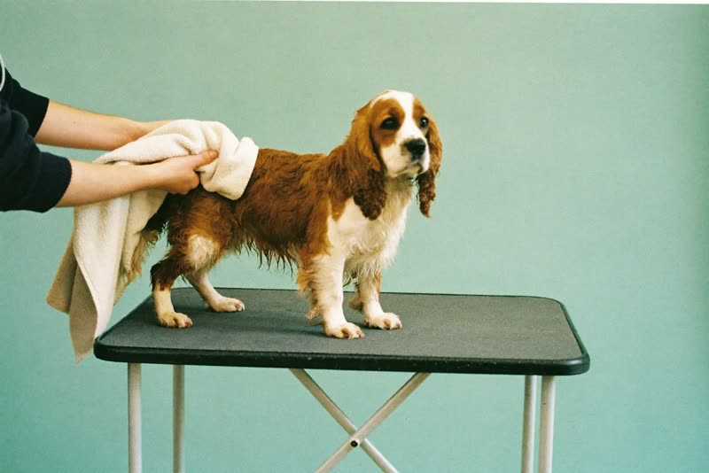 A spaniel being towel-dried on a grooming table