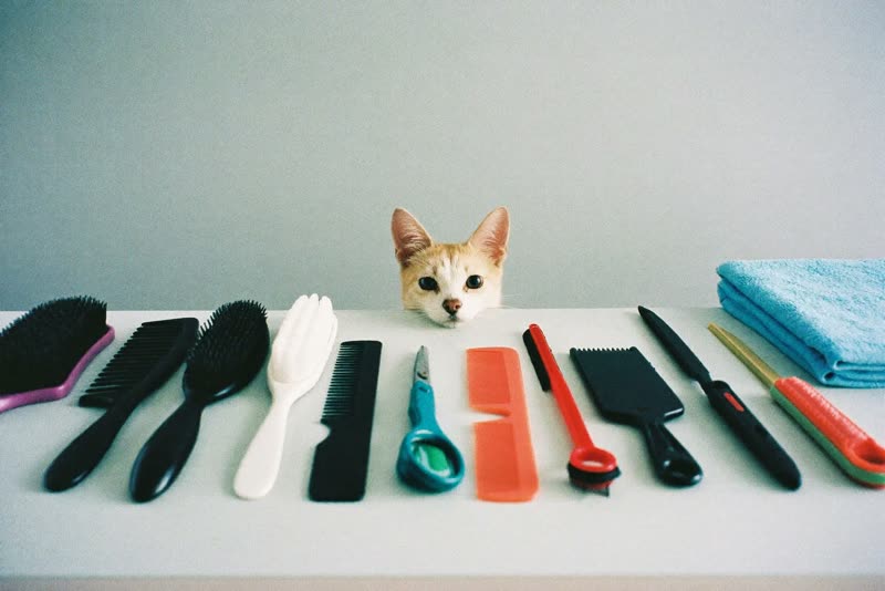 Grooming brushes, combs, clippers and folded towels laid out on a pale surface