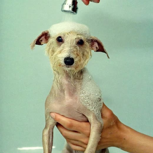 A small dog being bathed, suds on its coat