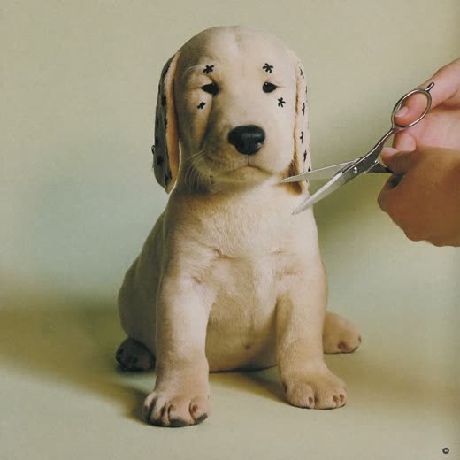A cream doodle having its coat trimmed with scissors