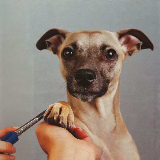 A dog's paw held for a nail trim