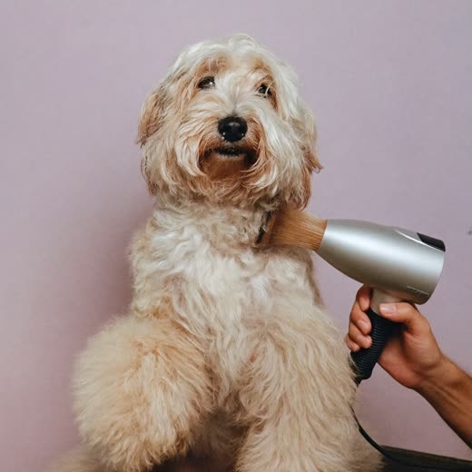 A long-haired dog being brushed and blow-dried