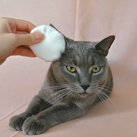 A grey cat having its ears gently cleaned